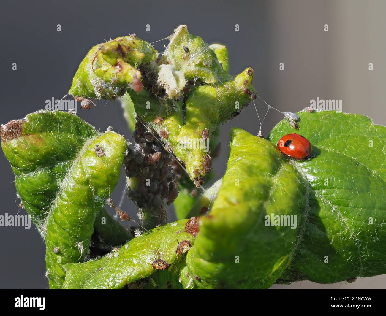 Blattläuse und Marienkäfer auf Apfelbaumblättern Stockfoto