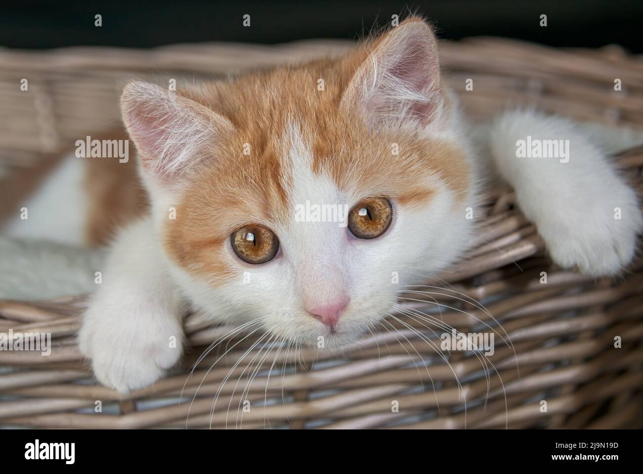 Niedliches Ingwer- und weißes zweifarbiges Kätzchen, 12 Wochen alt, mit schönen orangefarbenen Augen, das in einem Korbkatzenbettkorb ruht Stockfoto