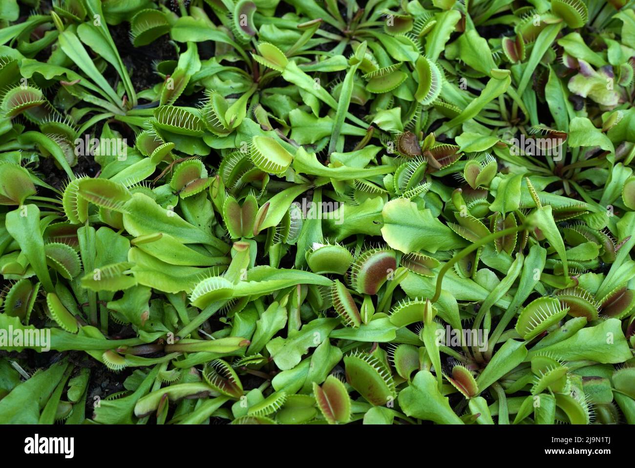 Die Venusfliegenfalle oder Dionaea muscipula ist eine fleischfressende Pflanze, die in subtropischen Feuchtgebieten an der Ostküste der USA beheimatet ist. Er fängt seine Beute mit einem t Stockfoto