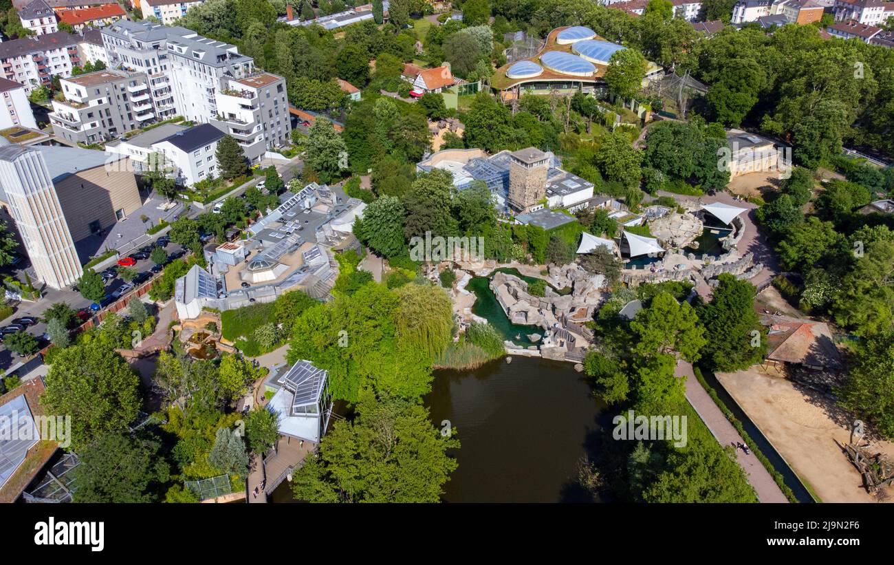 Frankfurt Zoo, Frankfurt, Deutschland Stockfoto