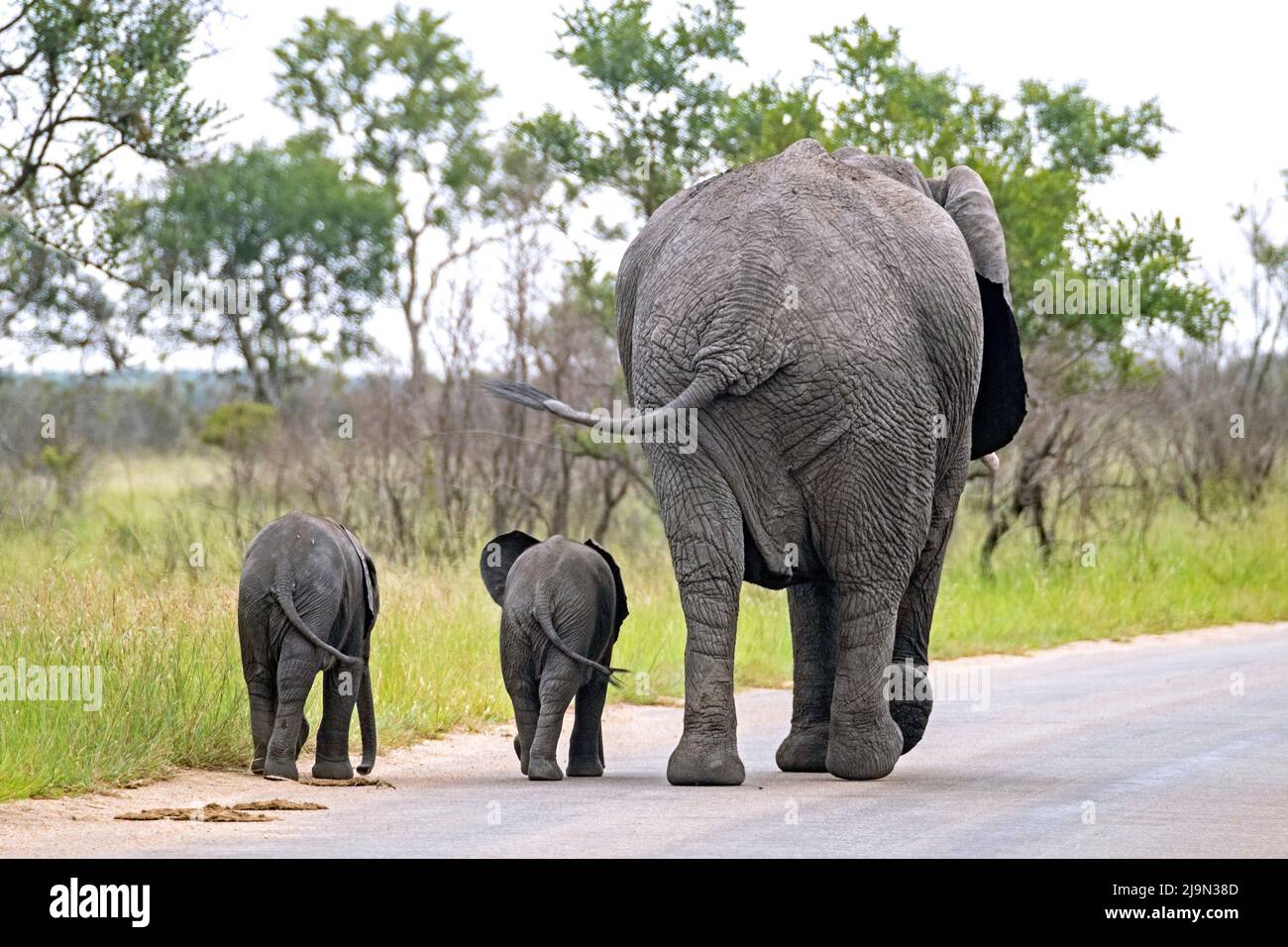 Afrikanischer Buschelefant (Loxodonta africana), Kuh mit zwei Kälbern, die auf geteerten Straßen im Krüger National Park, Mpumalanga, Südafrika, wandern Stockfoto