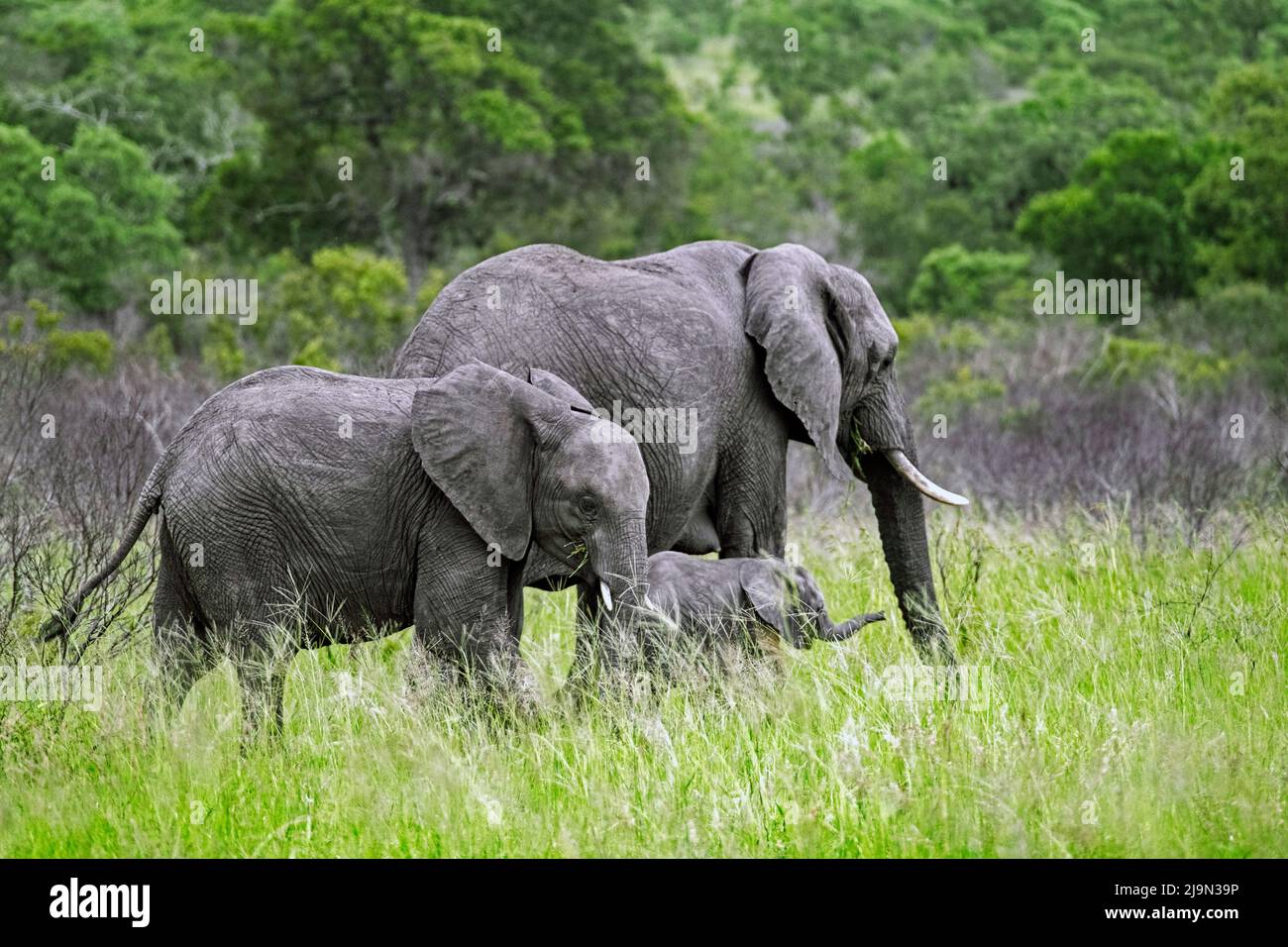 Afrikanischer Buschelefant (Loxodonta africana), Kuh mit juvenilem und kalbweidendem Gras im Kruger National Park, Mpumalanga, Südafrika Stockfoto