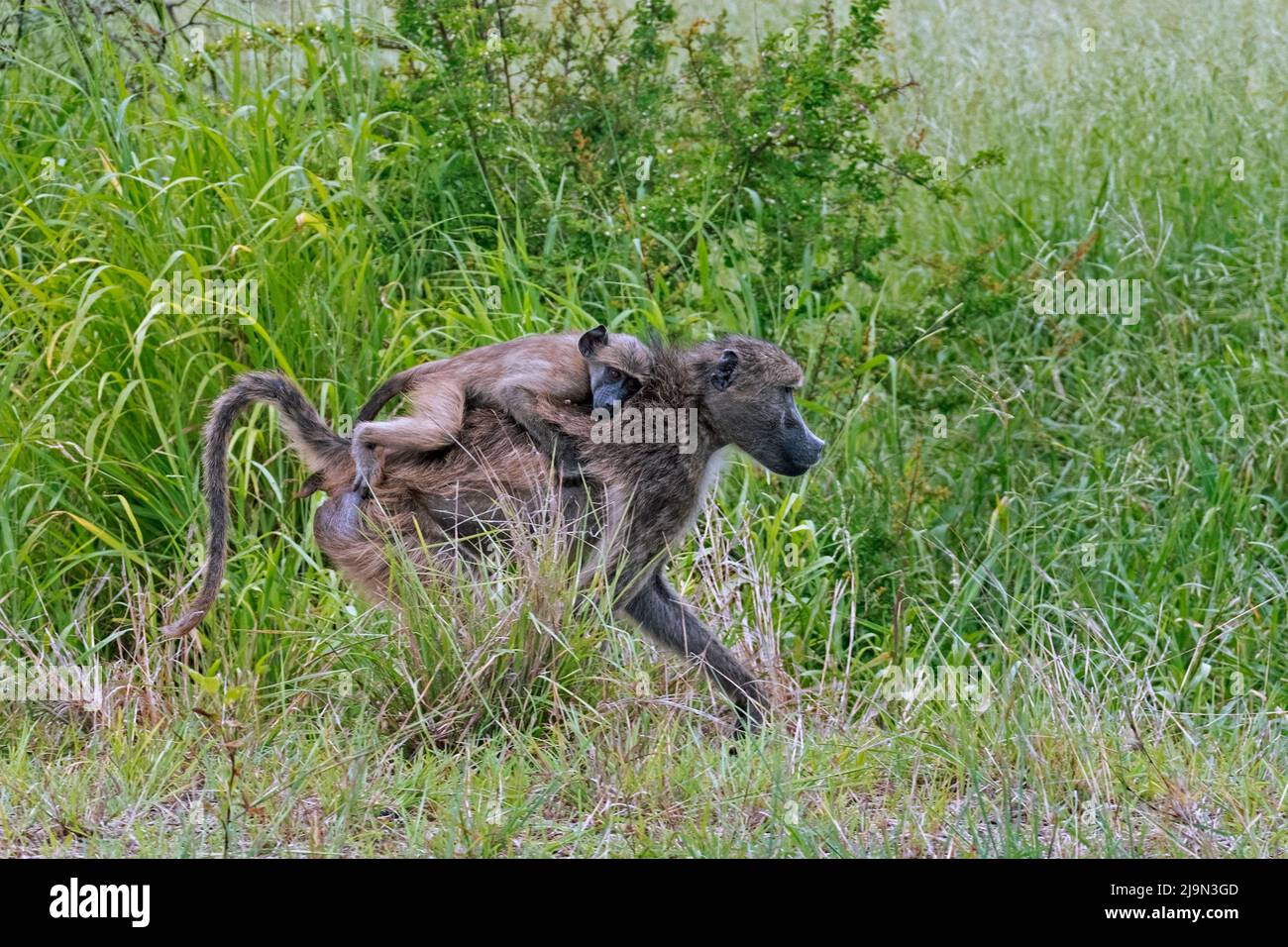 Chacma Pavian / Cape Pavian (Papio ursinus) Weibchen, die auf der Savanne mit Jungen auf dem Rücken im Krüger National Park, Mpumalanga, Südafrika, wandern Stockfoto