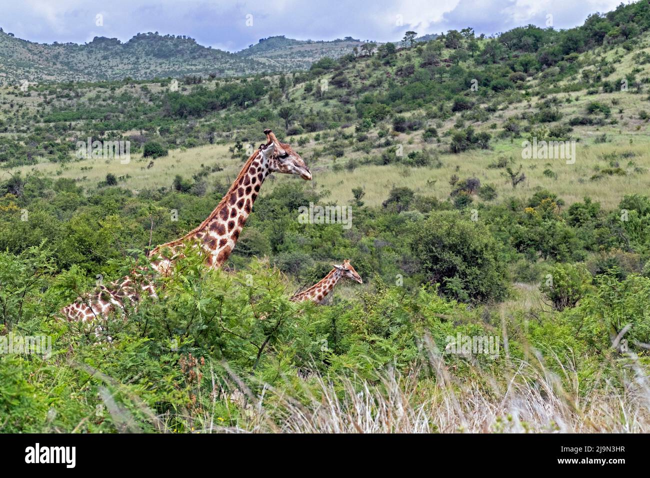 Südafrikanische Giraffe / Kapgiraffe Wandern mit Kalb auf der Savanne im Pilanesberg National Park, North West Province, Südafrika Stockfoto