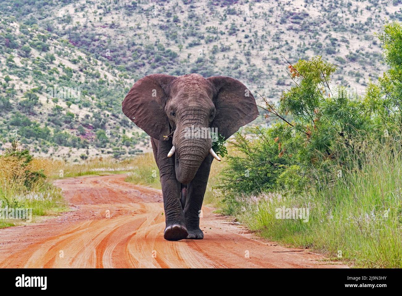 Afrikanischer Buschelefant (Loxodonta africana) auf roter Schotterstraße im Pilanesberg National Park, North West Province, Südafrika Stockfoto