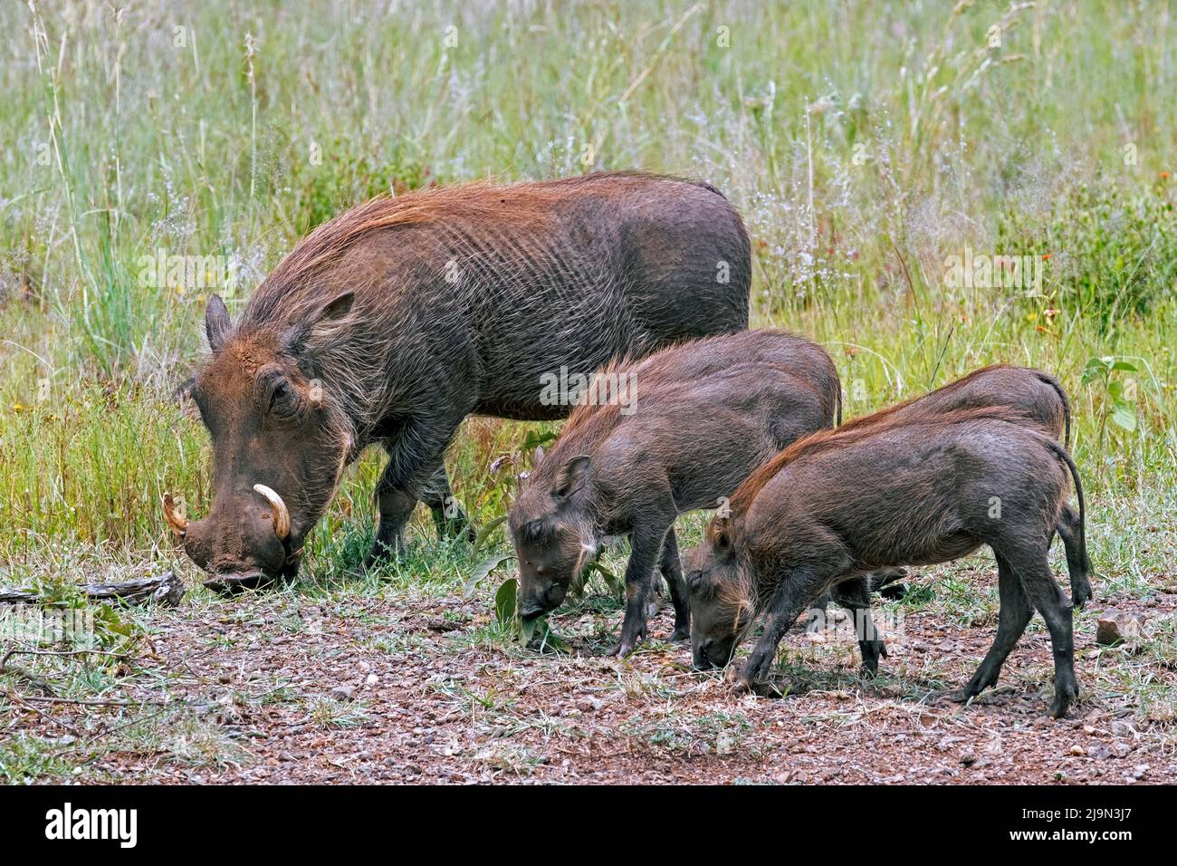 Gewöhnliches Warzenschwein (Phacochoerus africanus) Weibchen mit vier Jungtieren, die im Pilanesberg National Park, North West Province, Südafrika, auf Nahrungssuche sind Stockfoto