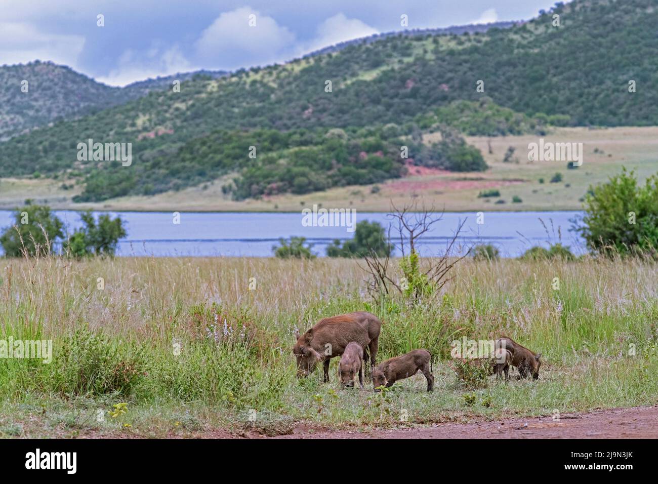 Gewöhnliches Warzenschwein (Phacochoerus africanus) Weibchen mit vier Jungtieren, die im Pilanesberg National Park, North West Province, Südafrika, auf Nahrungssuche sind Stockfoto