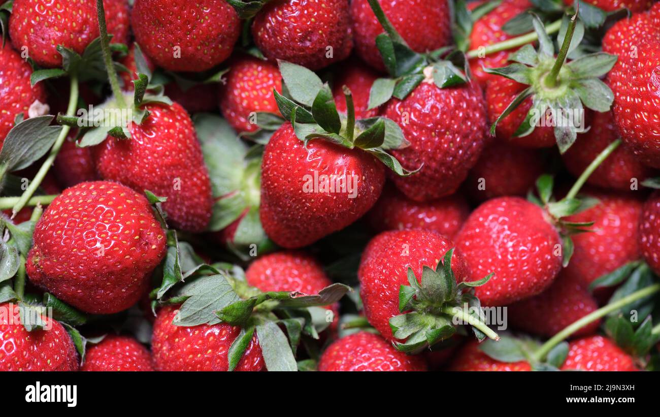 Reife rote Erdbeeren mit grünen Blättern und leuchtend gelben Samen aus der Nähe Stockfoto