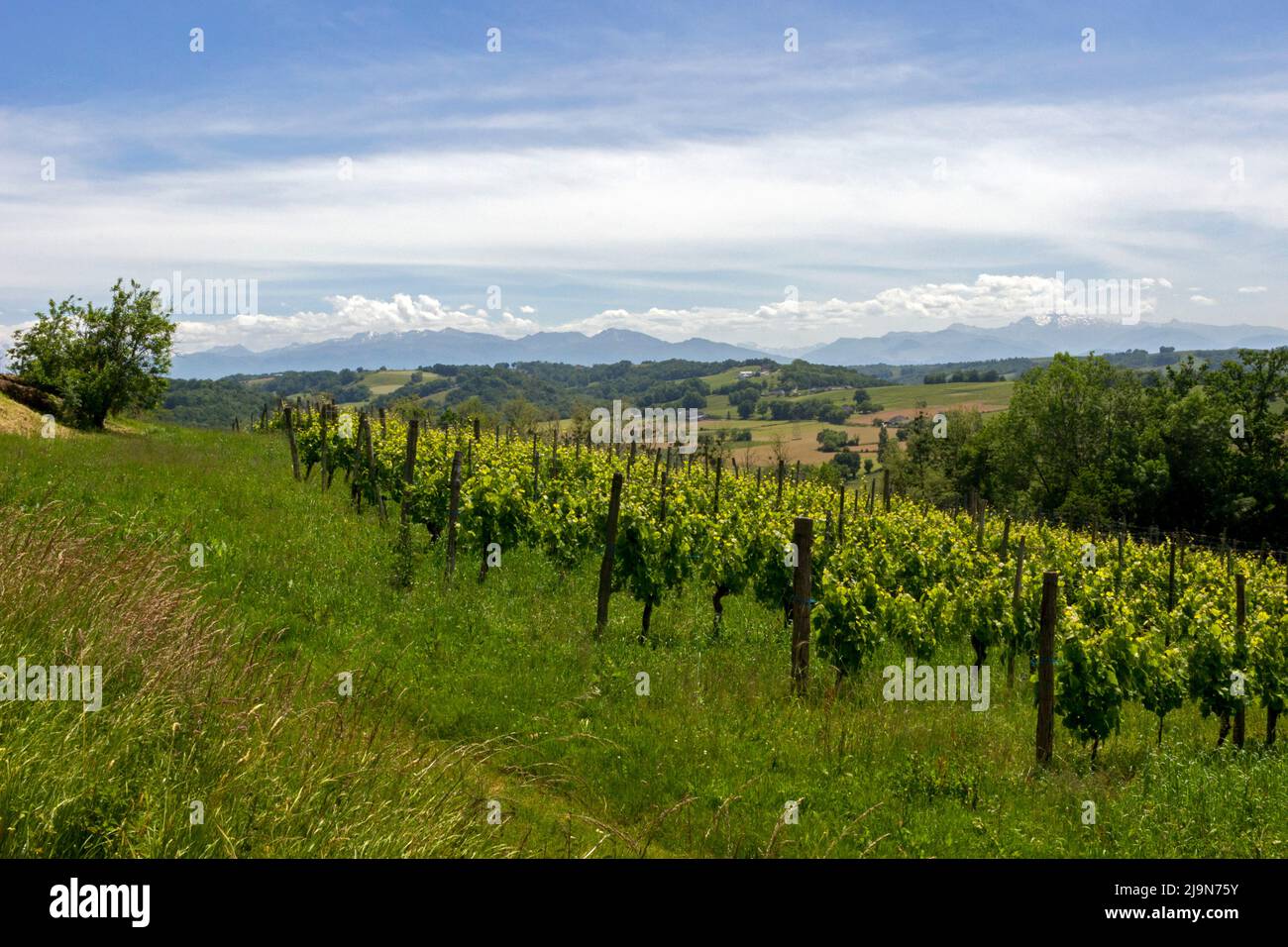 Blick auf den Weinberg Jurançon im Frühjahr. Cuqueron, Bearn, Pyrenees-Atlantiques, Frankreich Stockfoto