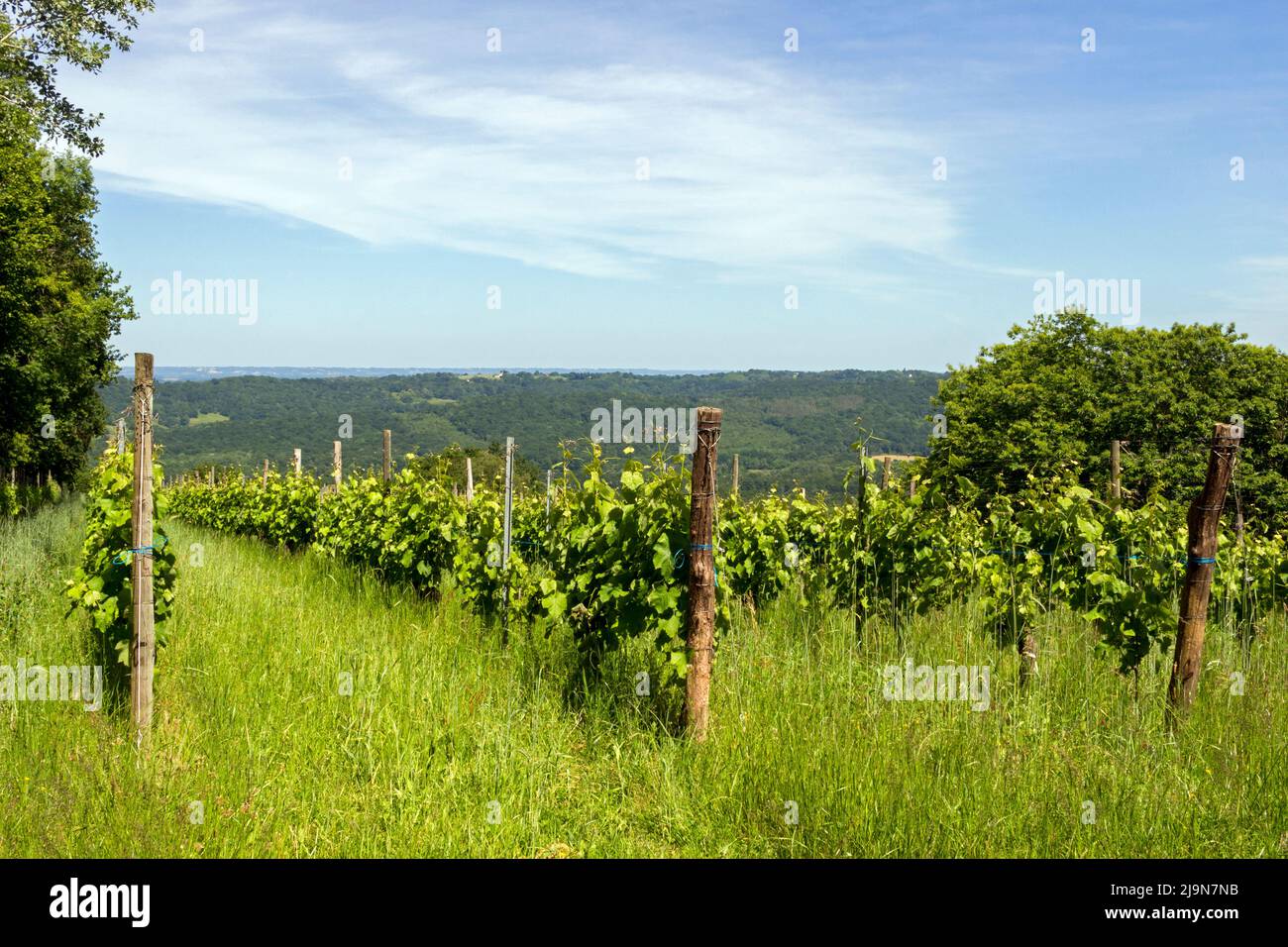 Blick auf den Weinberg Jurançon im Frühjahr. Cuqueron, Bearn, Pyrenees-Atlantiques, Frankreich Stockfoto