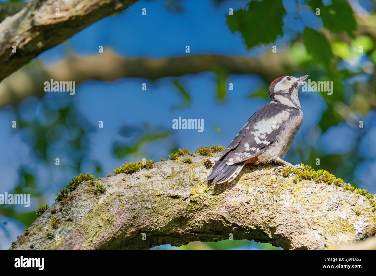 Überprüft auf einem Ast der ein wenig mit grün Moos begutachten ist. Stockfoto