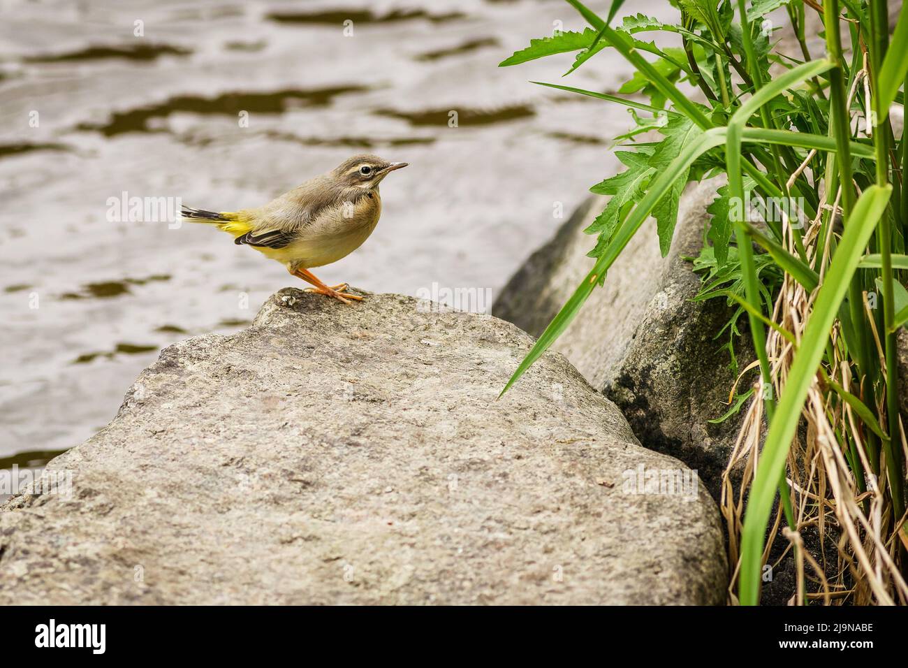 Ein junger Vogel, die graue Bachstelze, auf einem grauen Stein am Fluss. Wasser im Hintergrund. Grünes Gras wächst am Ufer. Stockfoto