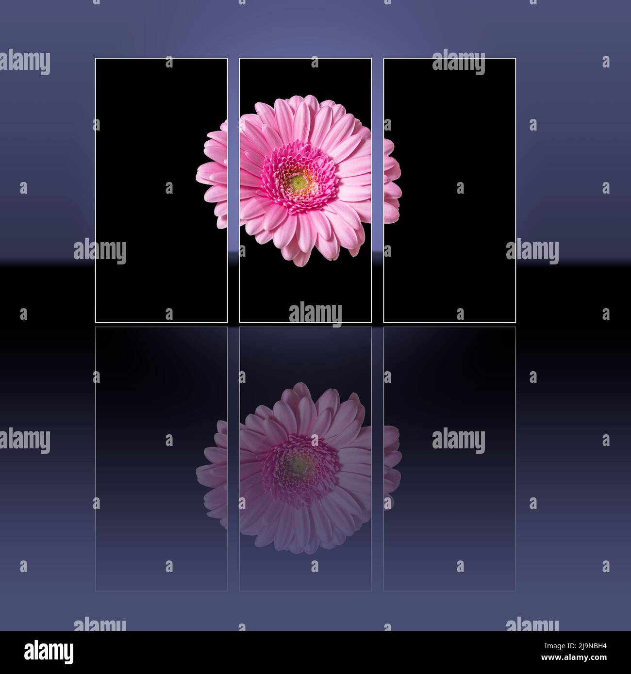 Rosa Gerbera auf dunklem Hintergrund. Die Blume spiegelt sich. Stockfoto