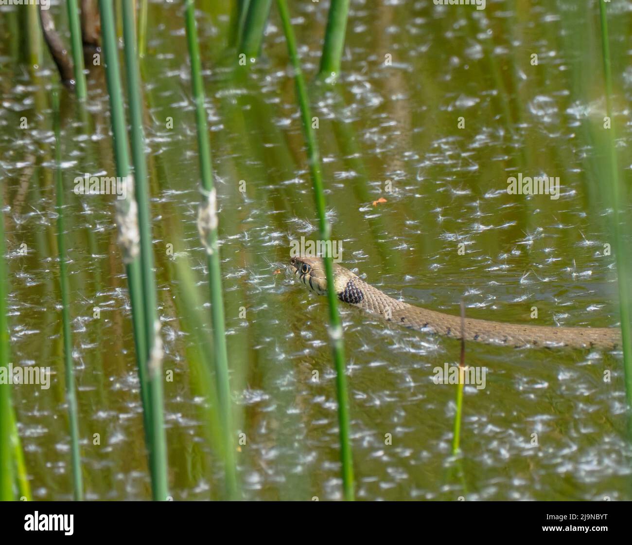 Schwimmende Grassnattern, Teifi-Sümpfe, Cardigan, Wales Stockfoto