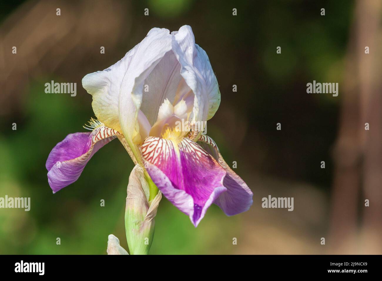 Schöne bunte Blume. Pop Iris - Irises auf grünem Hintergrund Stockfoto