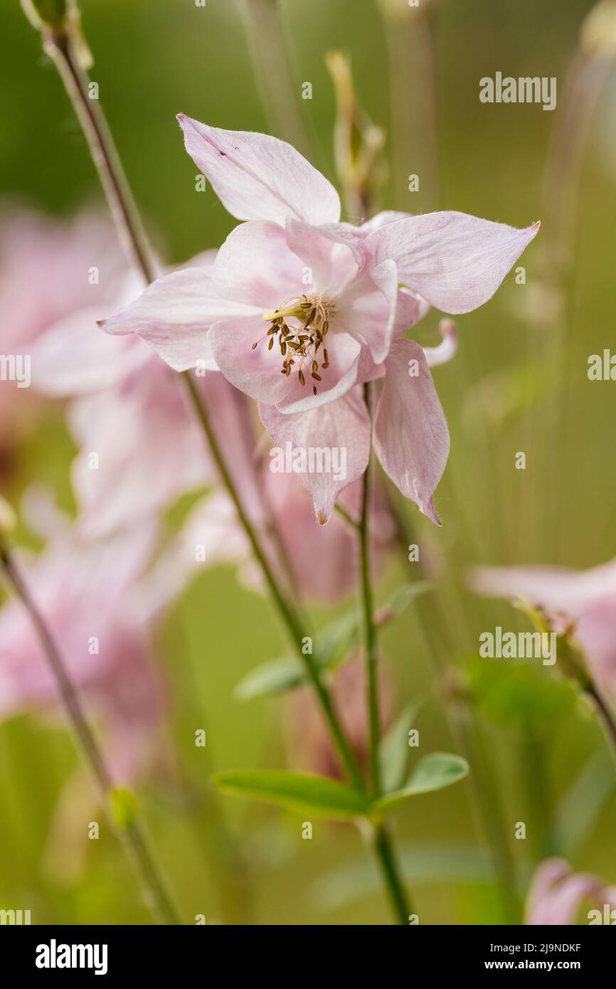 Blass roséfarbene Säulenblüte (Aquilegia vulgaris L.). Stockfoto