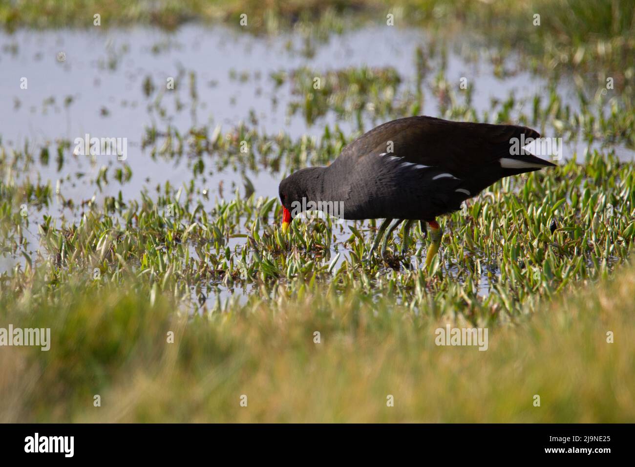 Ein einziges Moorhen (Gallinula chloropus), das am Rande eines Gezeitensees nach Nahrung sucht Stockfoto