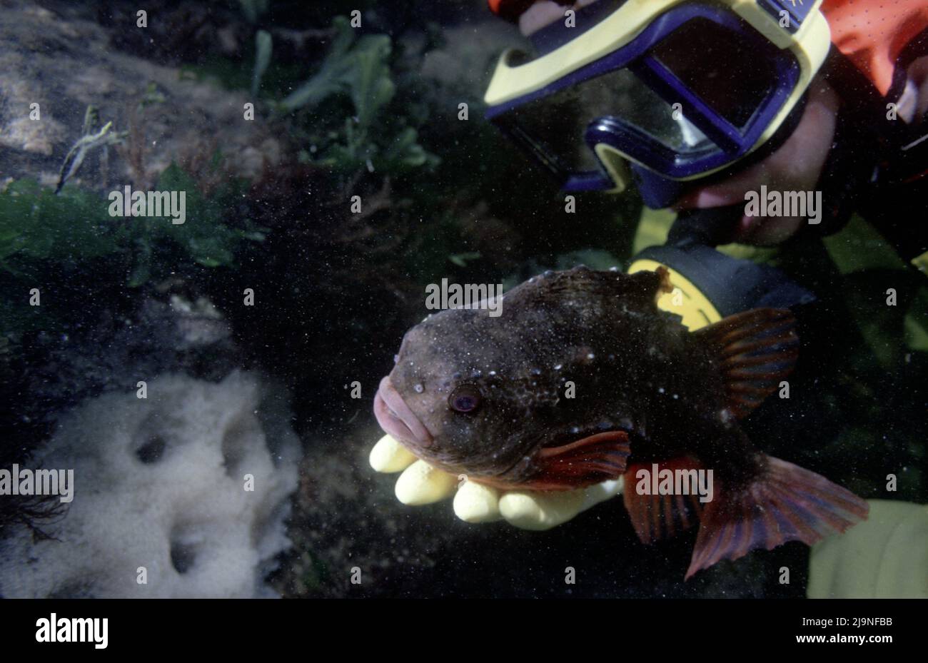 Lumpsucker - Cyclopterus lumpus in Kelp Forest, Inhalt zum Sitzen von Tauchern Handstill-Gärtnern der Eier St Abbs, Nordsee, UK. Stockfoto