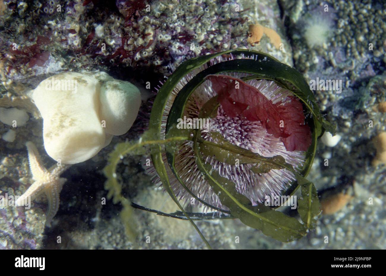 Seeigel - Echinus esculentus, auf allen Oberflächen nach Algen oder wirbellosen Tieren durchsuchen, Movin auf Rohrbeinen mit Saugern am Ende, St Abbs 1988 Stockfoto