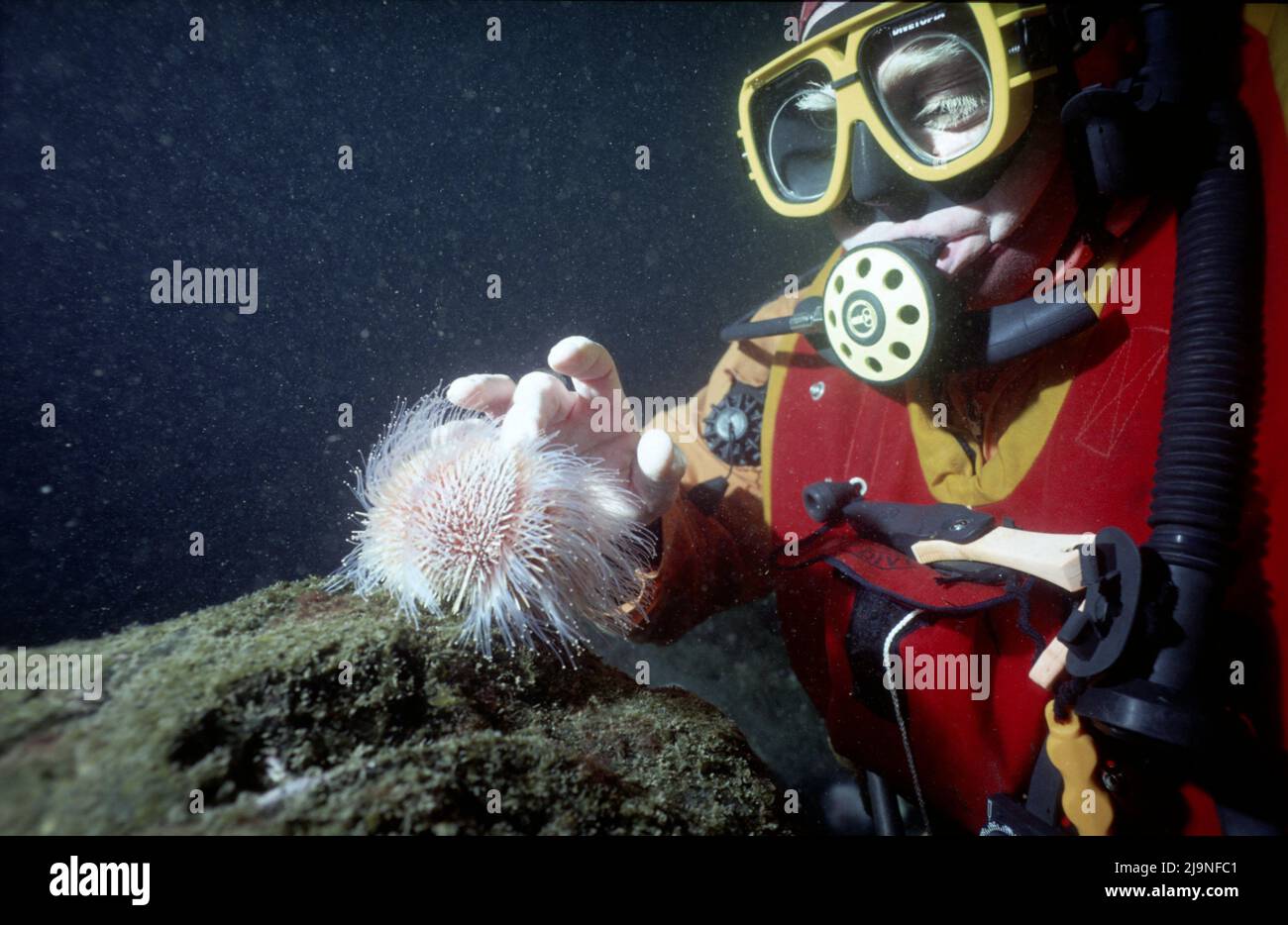 Seeigel - Echinus esculentus, auf allen Oberflächen nach Algen oder wirbellosen Tieren durchsuchen, Movin auf Rohrbeinen mit Saugern am Ende, St Abbs 1988 Stockfoto