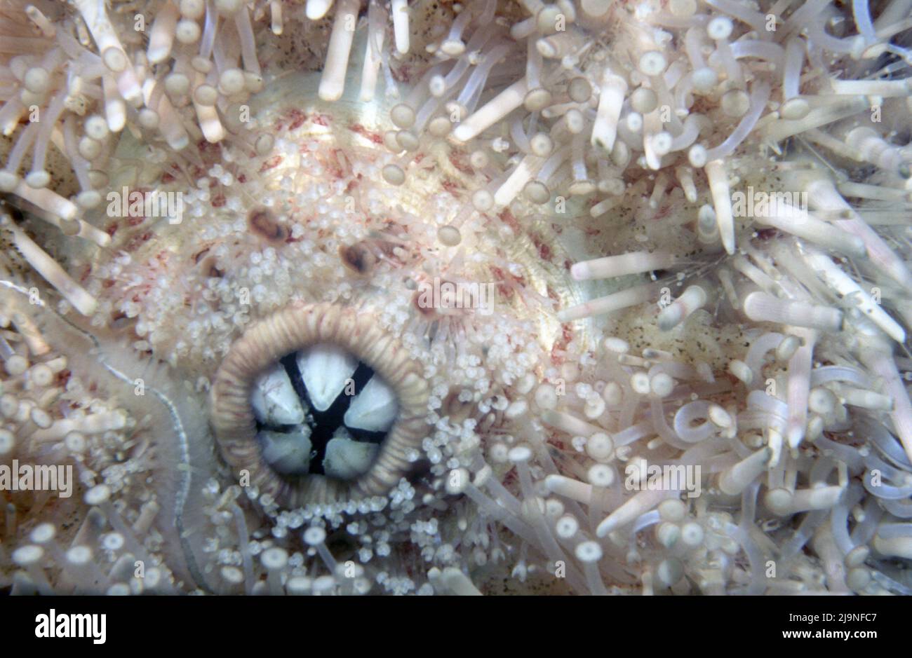 Seeigel - Echinus esculentus, auf allen Oberflächen nach Algen oder wirbellosen Tieren durchsuchen, Movin auf Rohrbeinen mit Saugern am Ende, St Abbs 1988 Stockfoto