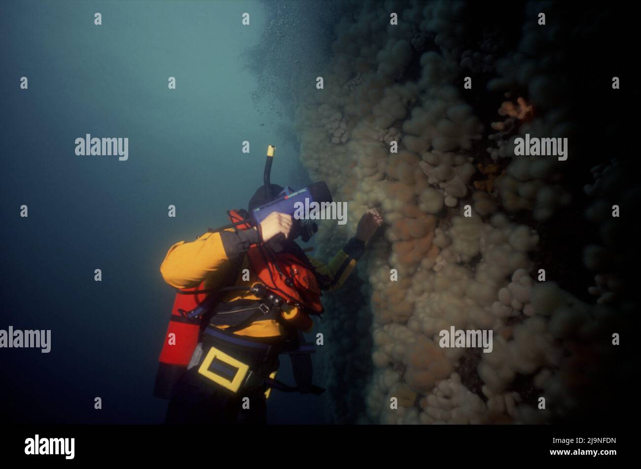 Tauchen durch vertikale Klippen unter Wasser, Totmannfinger, gelber Tauchanzug und rote Rettungsweste St Kilda Äußere Hebriden, Schottland Großbritannien. 1987 Stockfoto