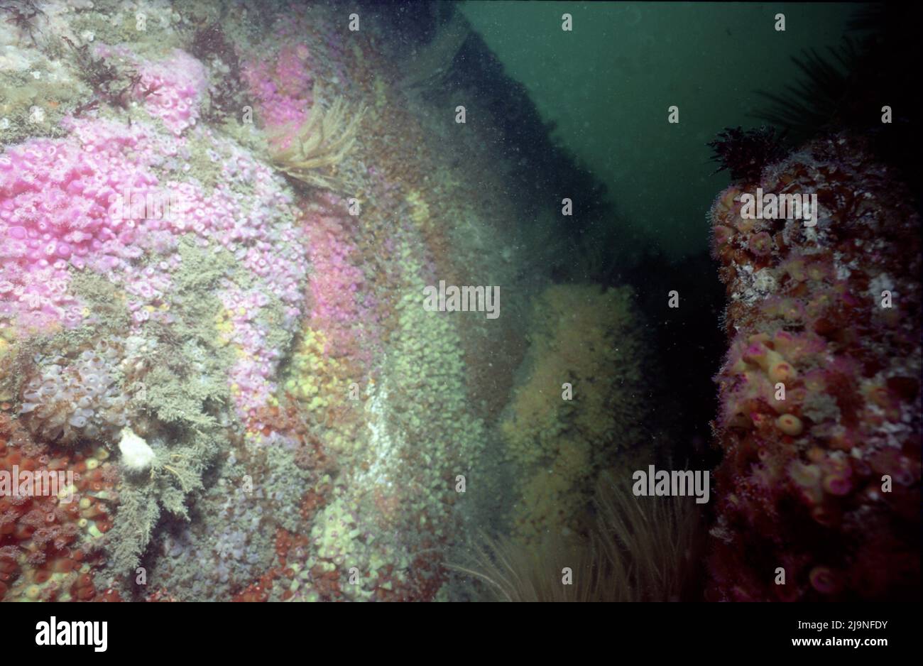 Jewel Anemones Corynactis viridis Subgalerie Anthozoa, Manacles Reef Cornwall UK 1970 Stockfoto