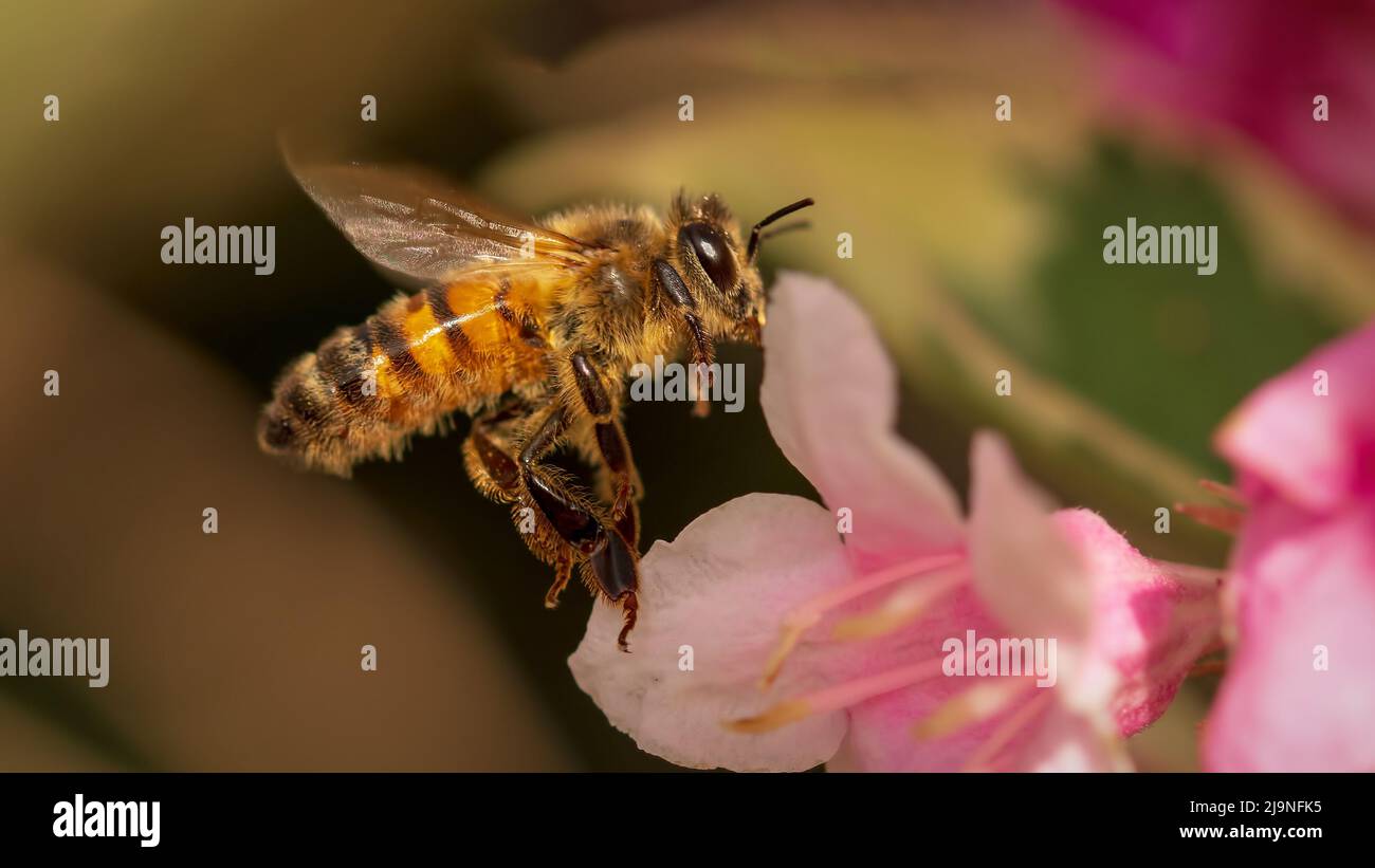 Honigbiene im Flug mit Weigela-Blüte Stockfoto