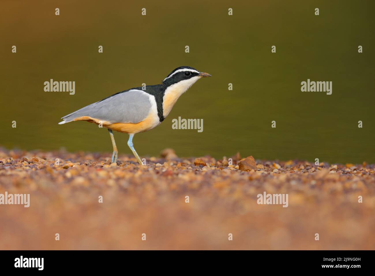 Ein erwachsener ägyptischer Liebhaber (Pluvianus aegyptius), der am Ufer des Flusses Gambia im Senegal spazierengeht Stockfoto