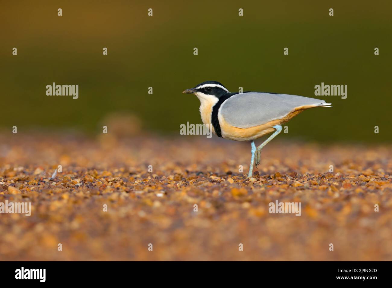 Ein erwachsener ägyptischer Liebhaber (Pluvianus aegyptius), der am Ufer des Flusses Gambia im Senegal spazierengeht Stockfoto