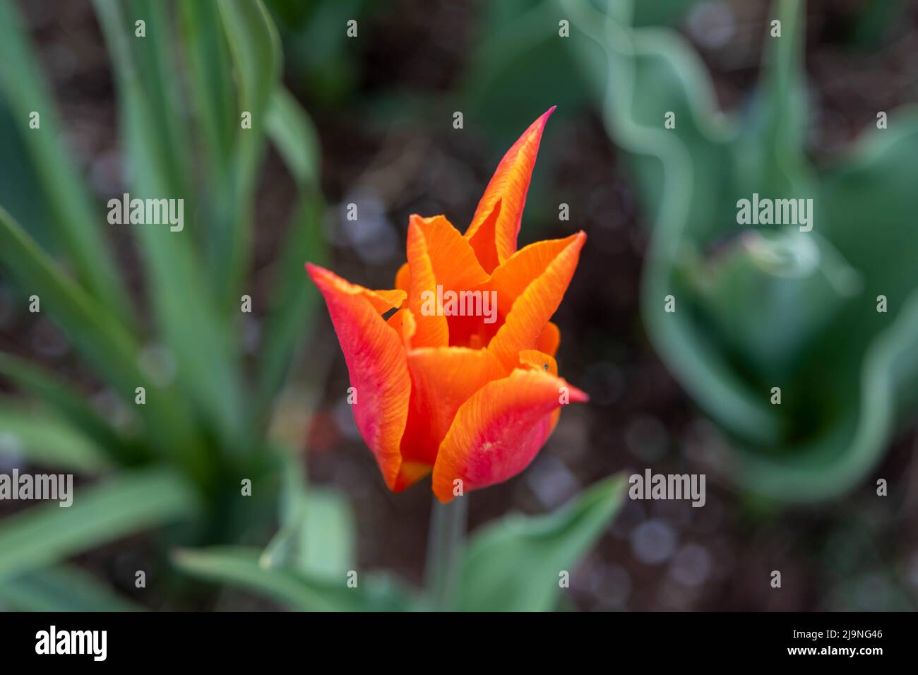 Blume Tulpen Hintergrund. Wunderschöne Aussicht auf Tulpen. Stockfoto