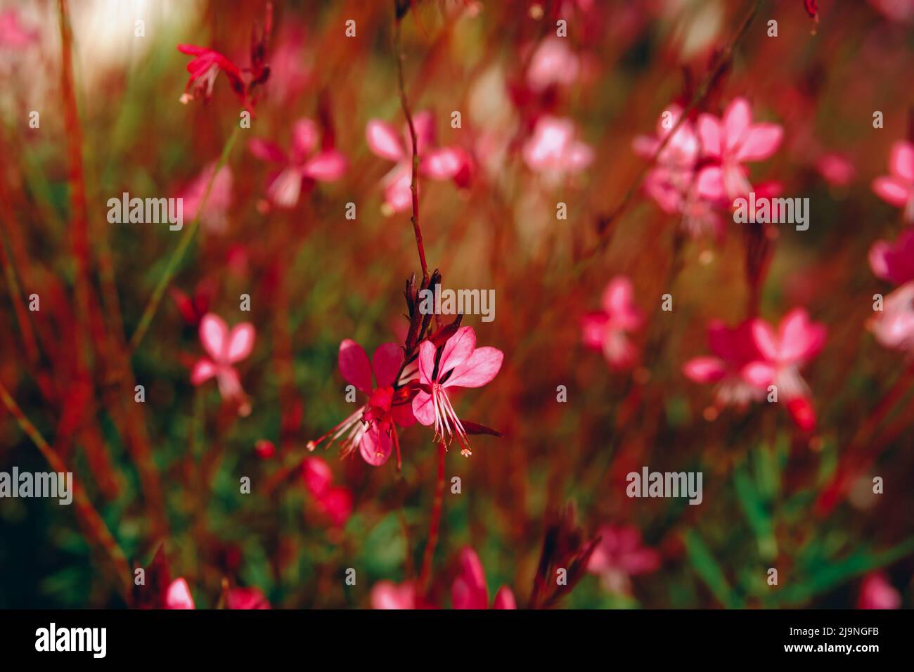 Oenothera lindheimeri, rosa Wiese Blume Feld Hintergrund. Stockfoto
