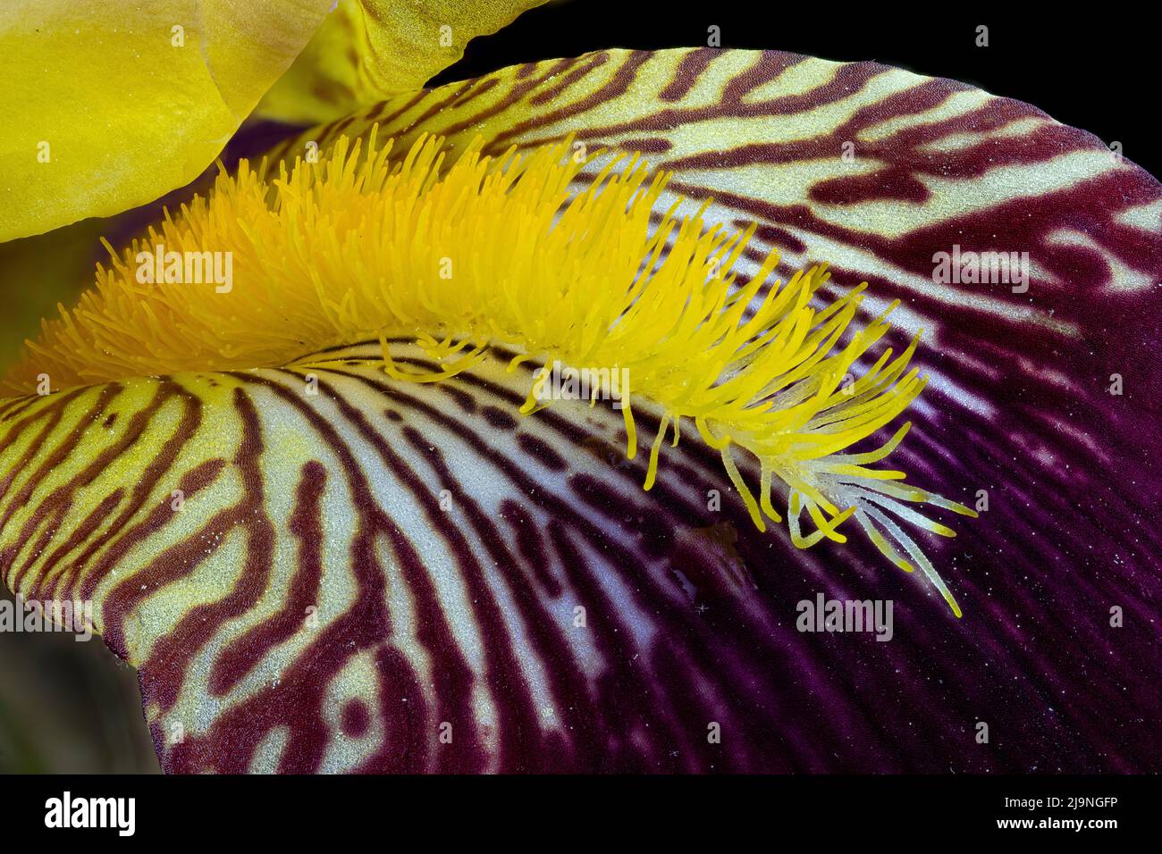 Bart oder „Signal“ einer bärtigen Irisblume. Der geratene Bereich ist Teil der großen, unteren Irisblüten, die „Stürze“ genannt werden. Stürze bieten „Landeplatz“ Stockfoto