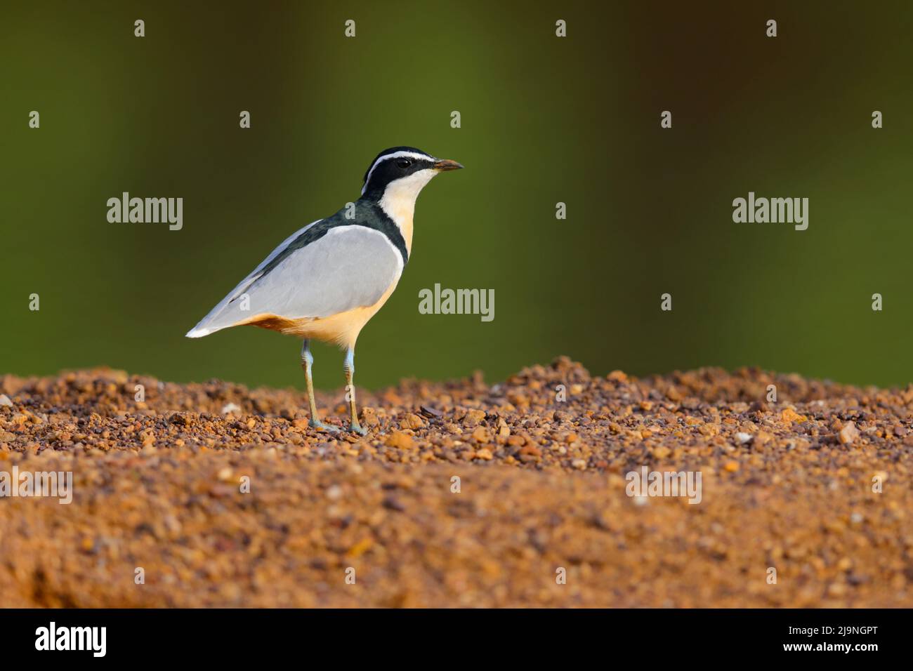 Ein erwachsener ägyptischer Liebhaber (Pluvianus aegyptius), der am Ufer des Flusses Gambia im Senegal spazierengeht Stockfoto