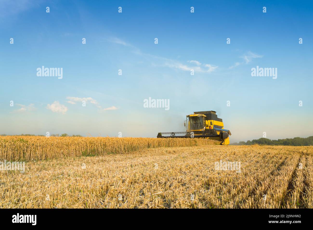 Mähdrescher ernten reifen Weizen. Reife Ähren gold Feld auf den Sonnenuntergang bewölkt orange Himmel Hintergrund. . Konzept für eine reiche Ernte. Landwirtschaft Stockfoto