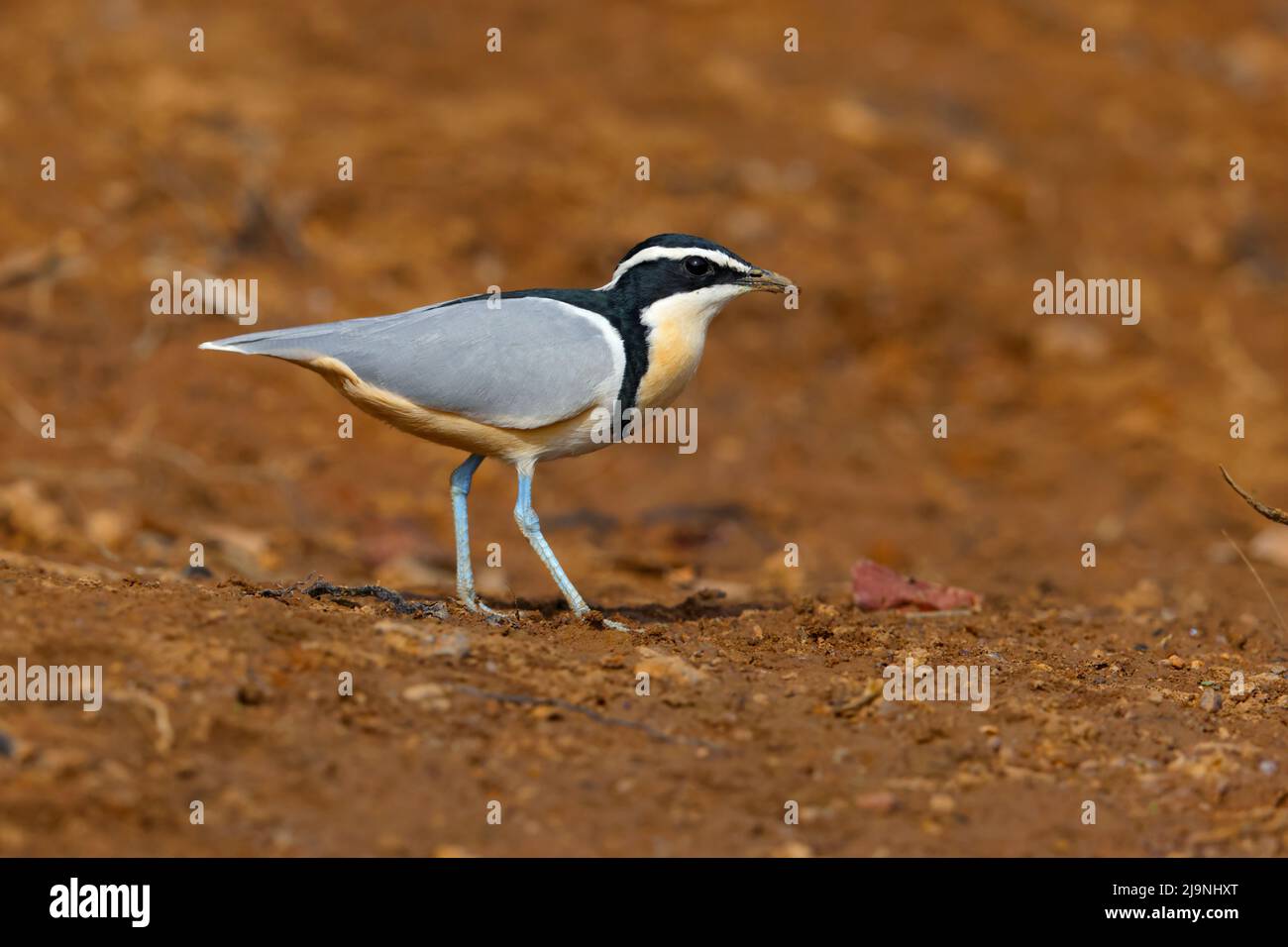 Ein erwachsener ägyptischer Liebhaber (Pluvianus aegyptius), der am Ufer des Flusses Gambia im Senegal spazierengeht Stockfoto