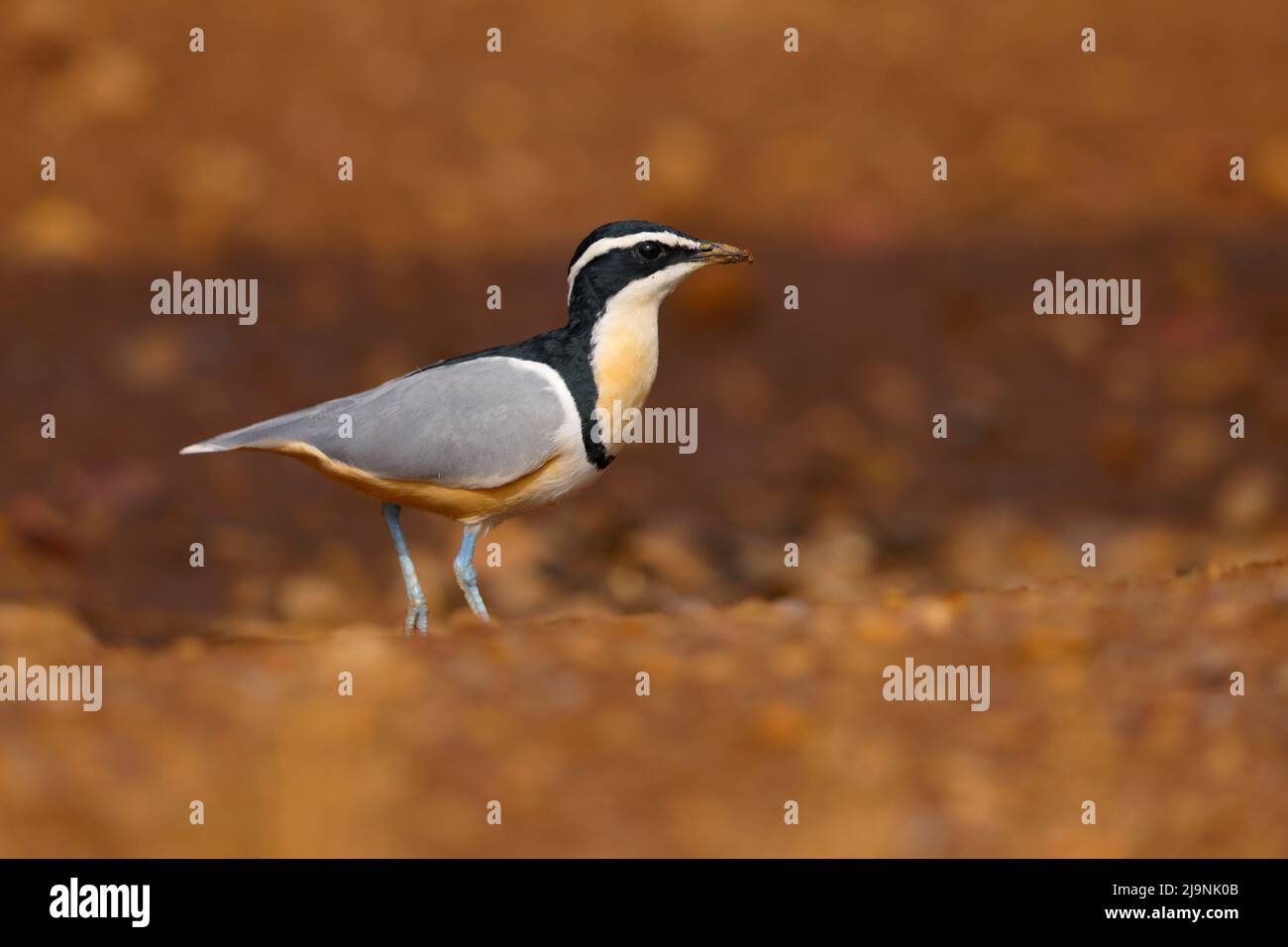 Ein erwachsener ägyptischer Liebhaber (Pluvianus aegyptius), der am Ufer des Flusses Gambia im Senegal spazierengeht Stockfoto