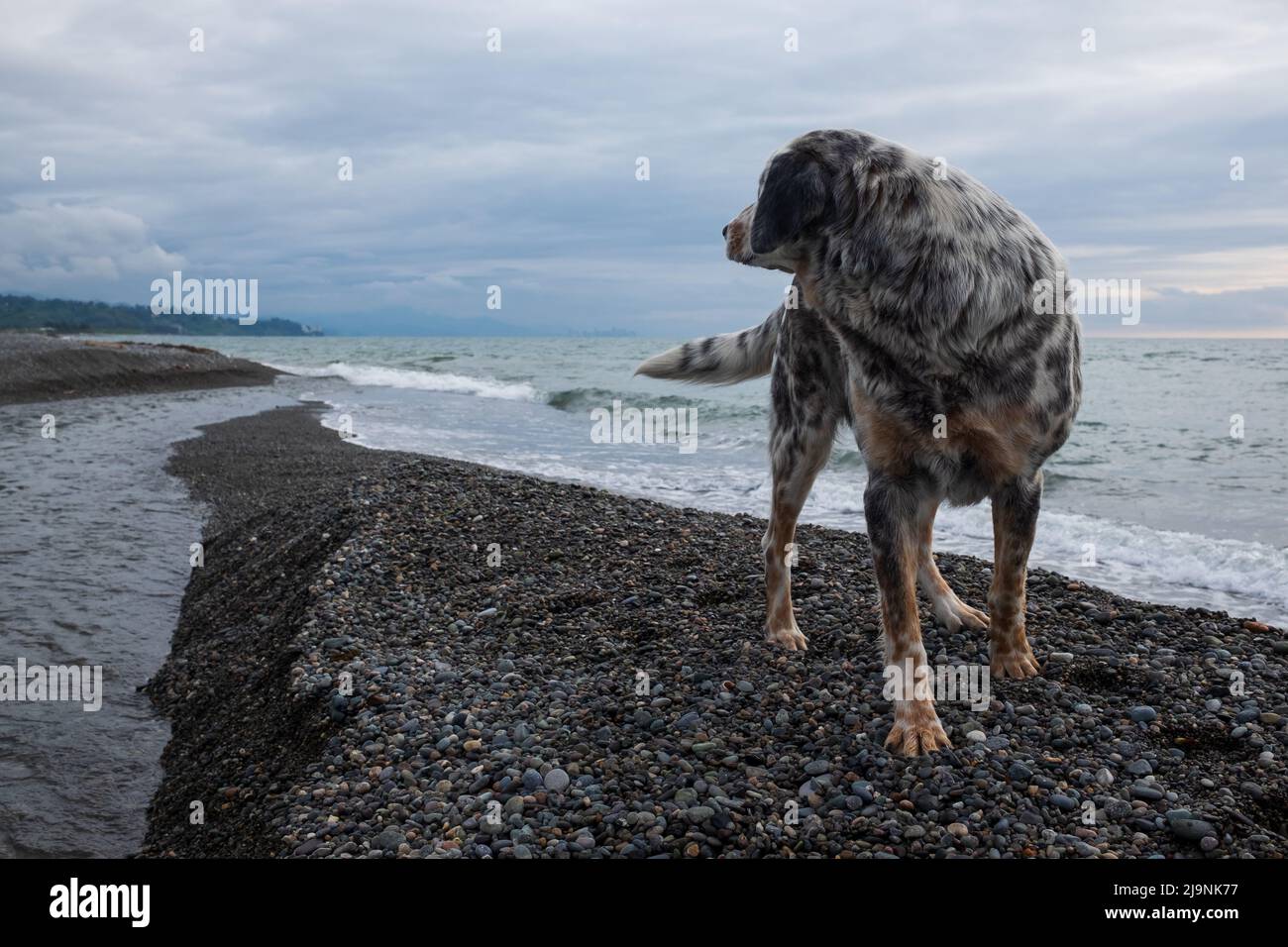 Ein fitter und gesunder Hund, der ohne Menschen am Strand ruht Stockfoto