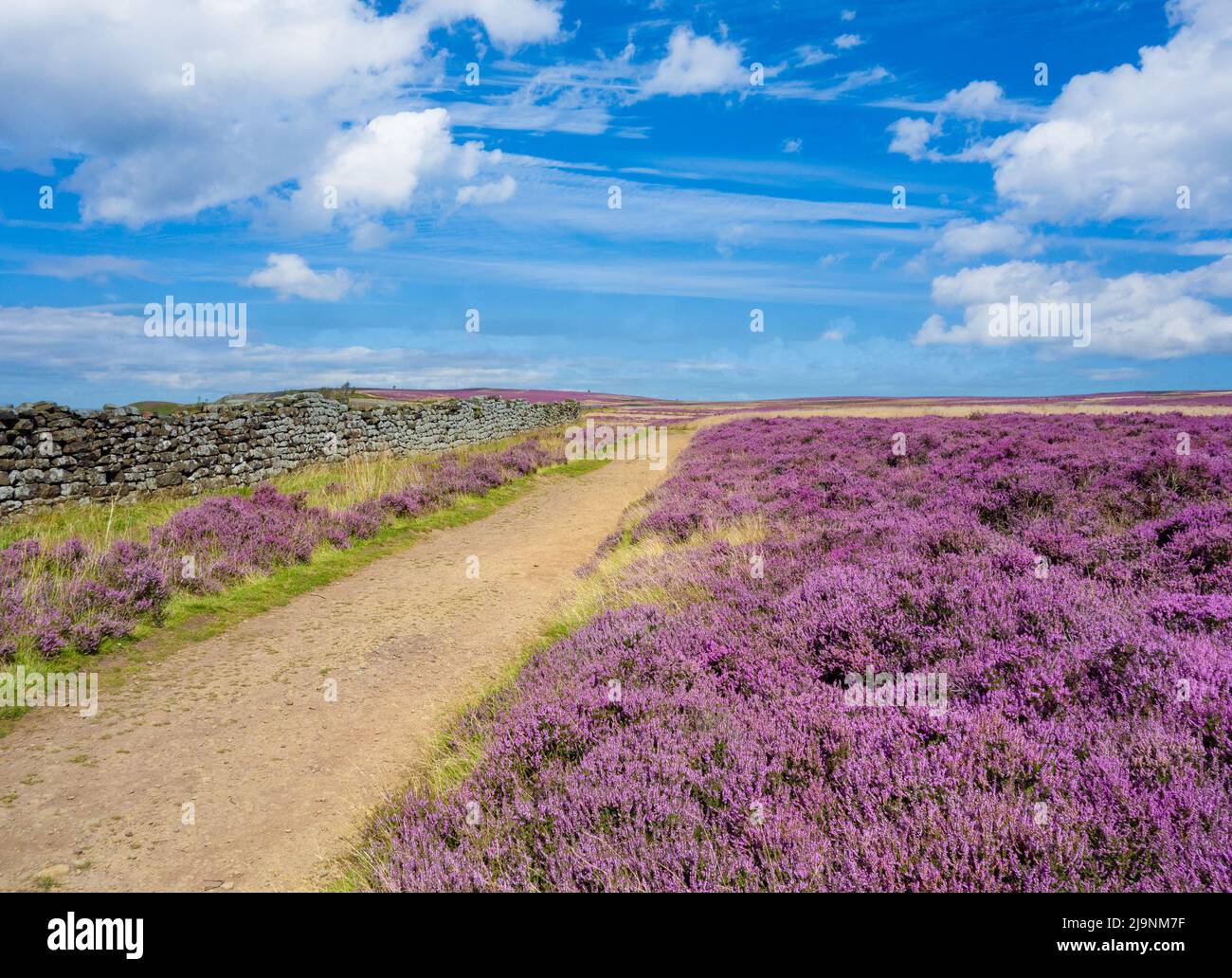Der Cleveland Way National Trail Wanderweg mit blütendem Heidekraut in der Nähe von Gribdale Gate, North York Moors National Park, North Yorkshire, England. VEREINIGTES KÖNIGREICH Stockfoto