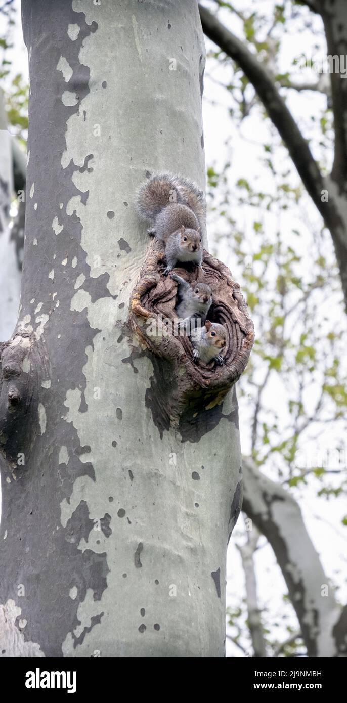 Drei kleine Eichhörnchen tauchen aus dem Baumkrümmchen auf, wo sie für ein paar Momente des Spiels aufgezogen werden. Im Kissena Park, Flushing, New York City. Stockfoto