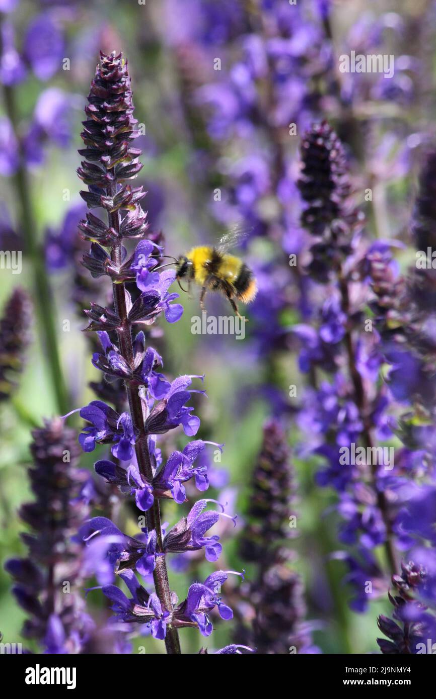 Frühe Bumblebee-Fütterung innerhalb der Blumen Stockfoto