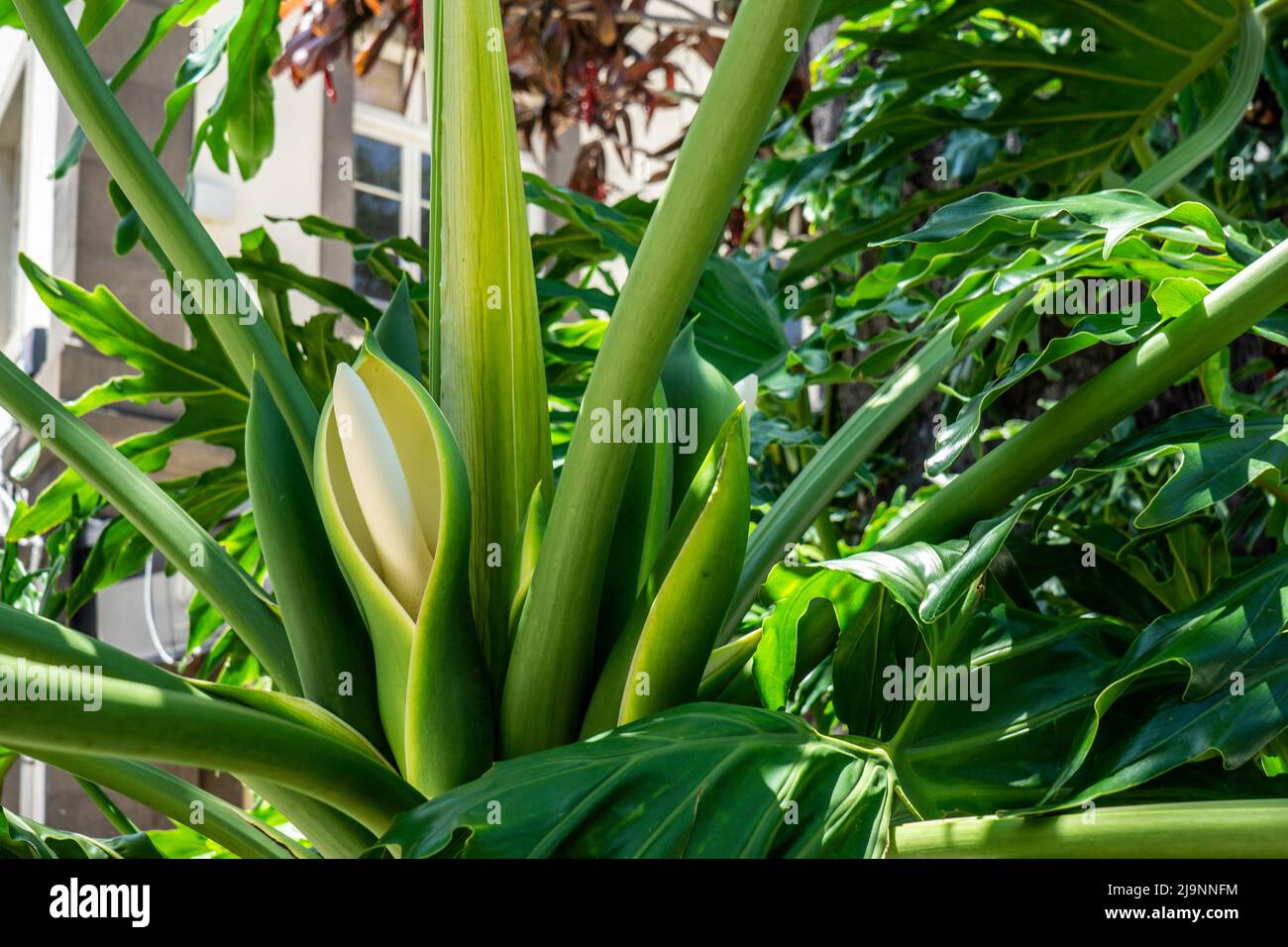 Die Blume des Philodendron-Baumes, der außerhalb von Funchal, Madeira wächst Stockfoto