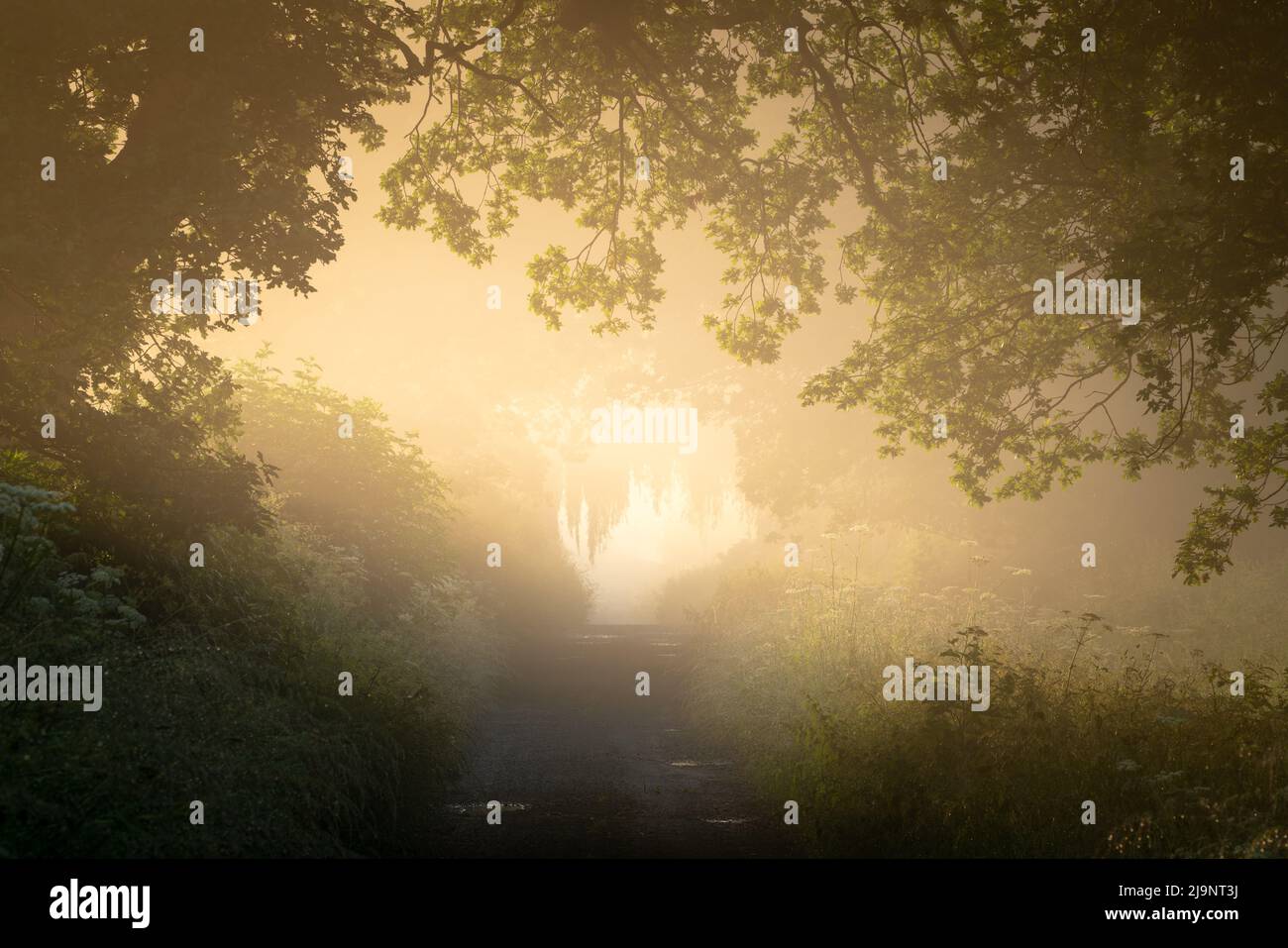 Ein goldenes Licht beleuchtet das Sommerlaub in einem natürlichen Baumtunnel in der Nähe des Harewood Estate am Stadtrand des Ballungsraums Leeds. Stockfoto