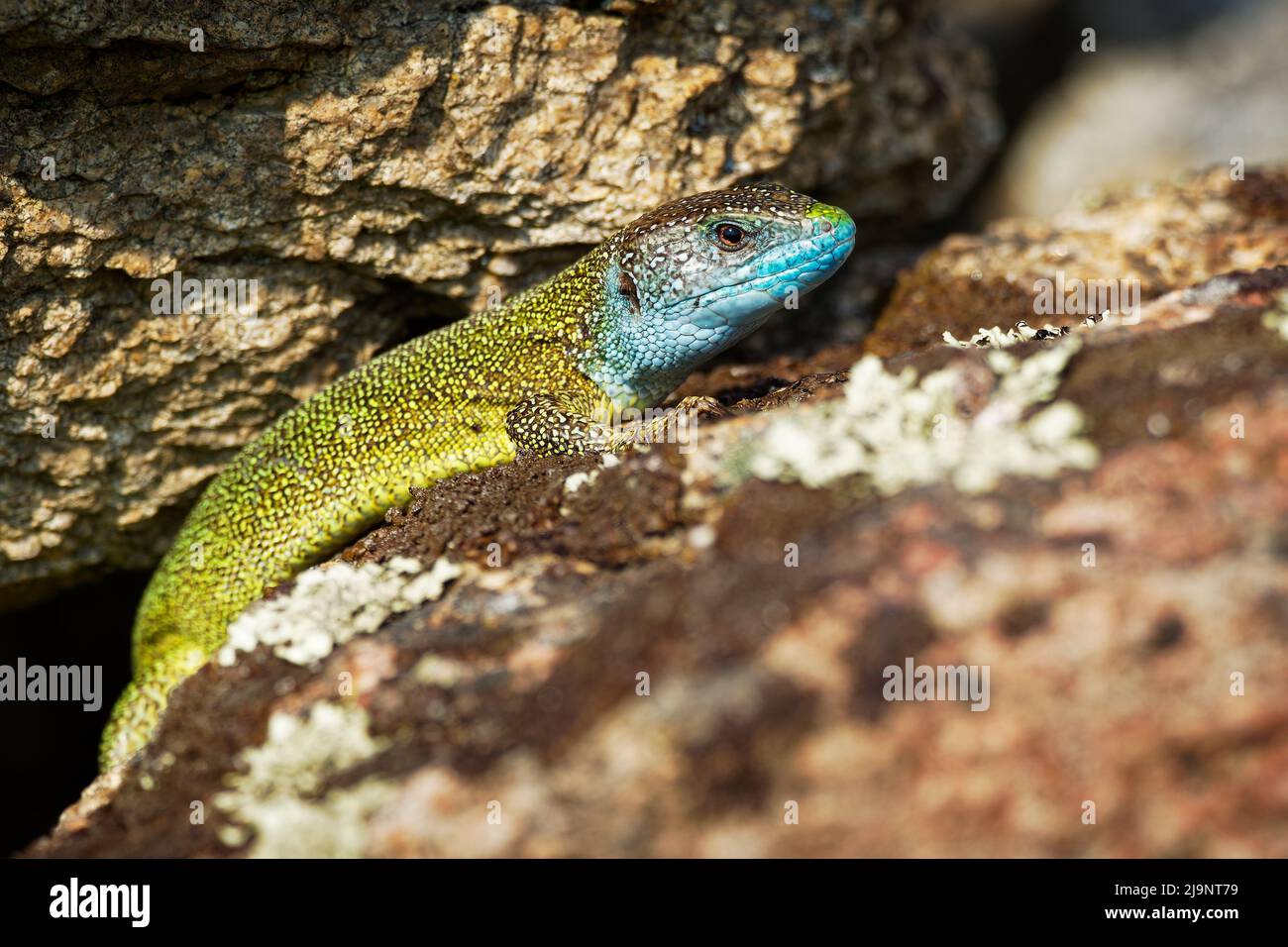 Europäische Grüne Eidechse - Lacerta viridis - große grüne und blaue Eidechse, die in den mittleren Breiten Europas verbreitet ist, farbenprächtiges Männchen, oft auf der Sonne zu sehen Stockfoto