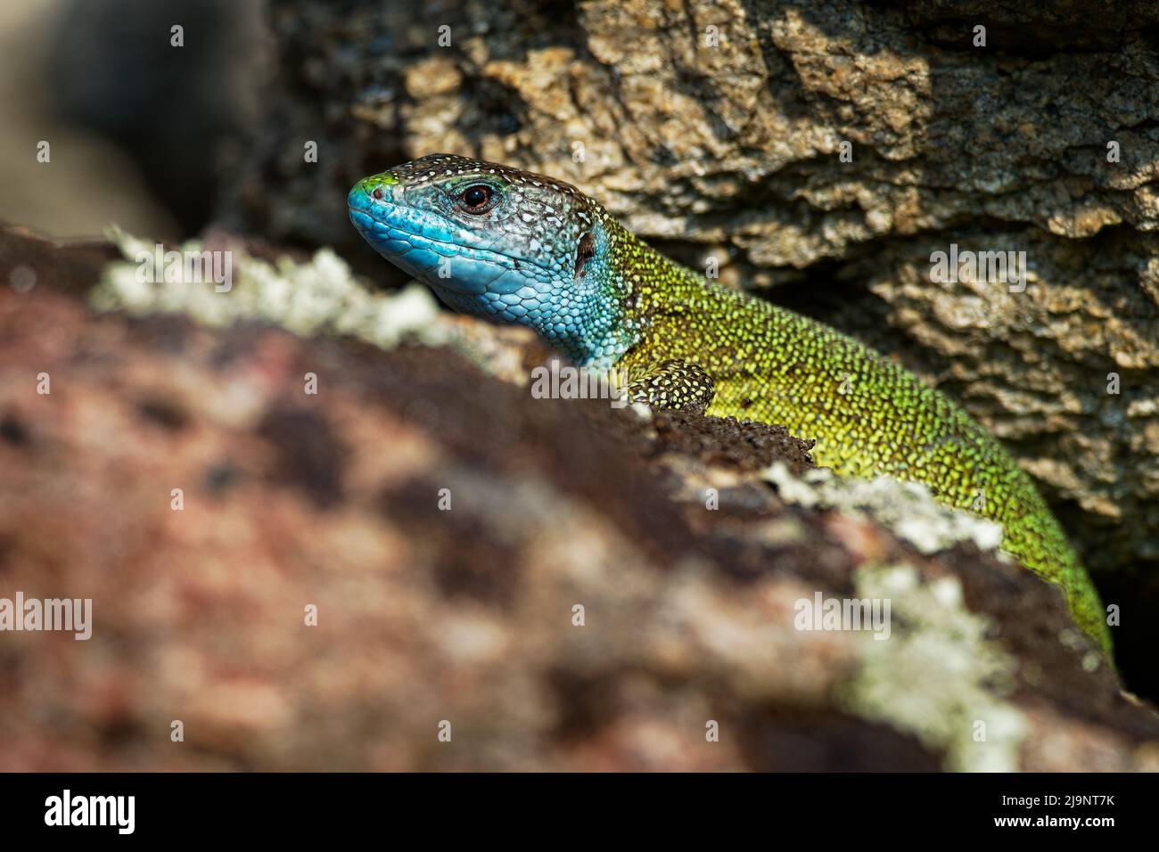 Europäische Grüne Eidechse - Lacerta viridis - große grüne und blaue Eidechse, die in den mittleren Breiten Europas verbreitet ist, farbenprächtiges Männchen, oft auf der Sonne zu sehen Stockfoto