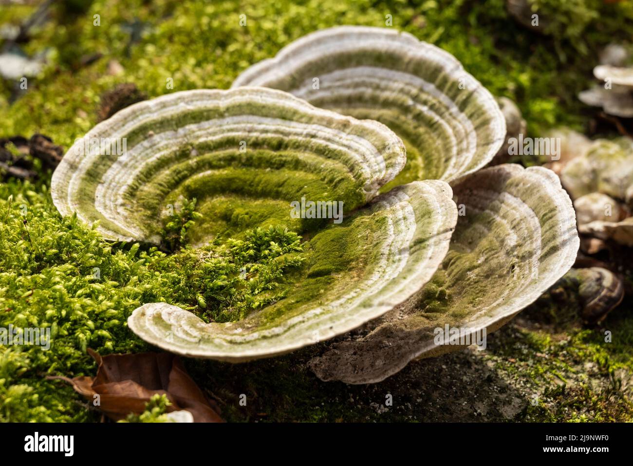 Nahaufnahme eines polyporigen Pilzes, einer klumpigen Klammer (Trametes gibbosa), der auf dem moosbedeckten Stamm eines toten Baumes in einem Wald wächst, Deutschland Stockfoto