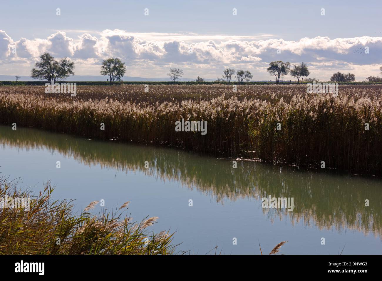 Vegetation entlang eines Kanals neben dem Strand Marina Nova in Monfalcone, Italien, mit der von Bäumen gesäumten Strandpromenade im Hintergrund Stockfoto