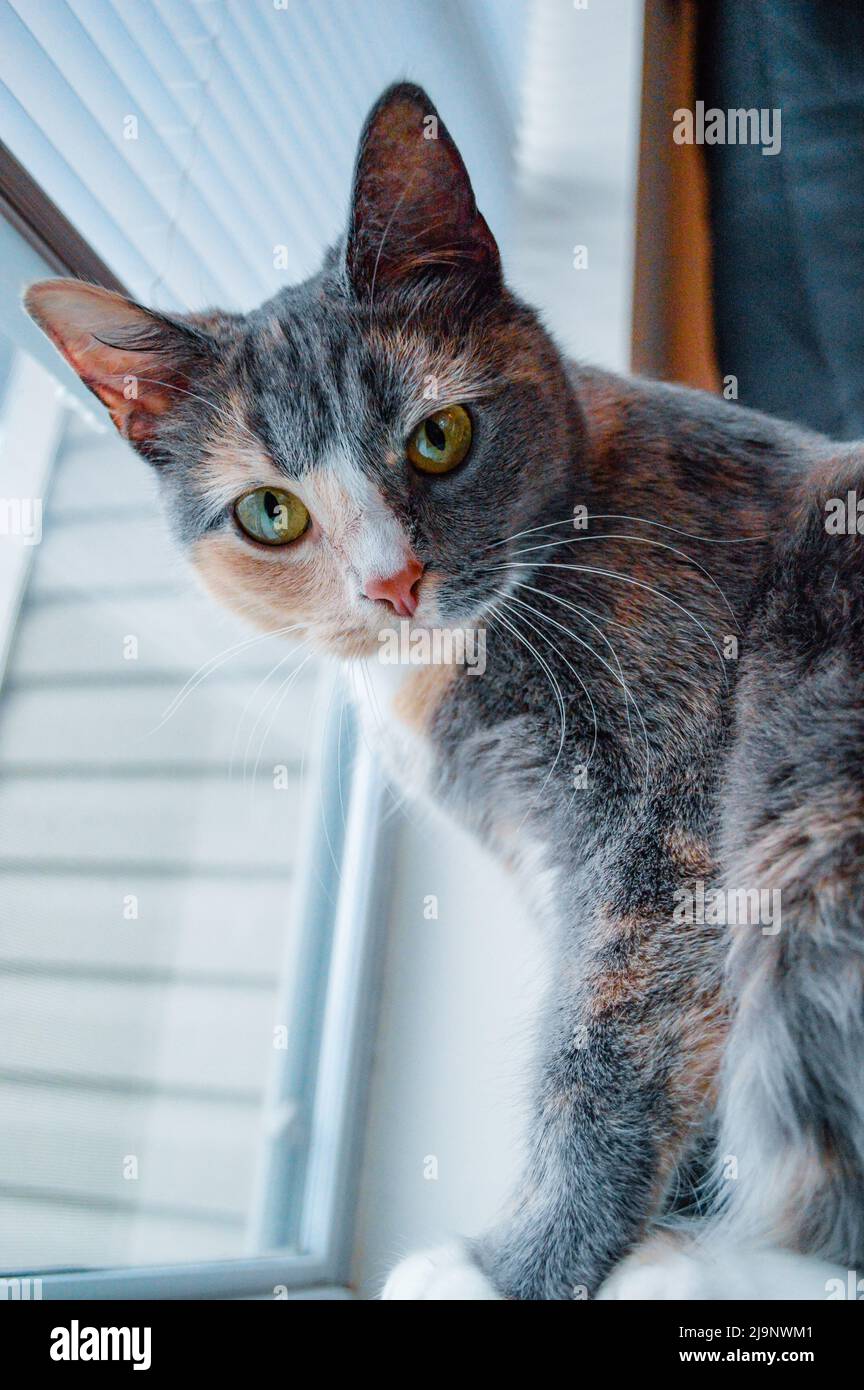 Entzückende Calico-Katze mit grünen Augen, die an einem sonnigen Tag vor dem Fenster auf die Kamera schaut Stockfoto