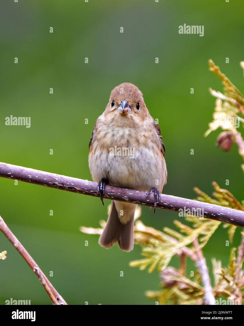 Sperling aus der Nähe auf einem Zweig mit einem verschwommenen grünen Hintergrund in seiner Umgebung und Umgebung. Nadelbäume. Haus Brown Sparrow. Stockfoto