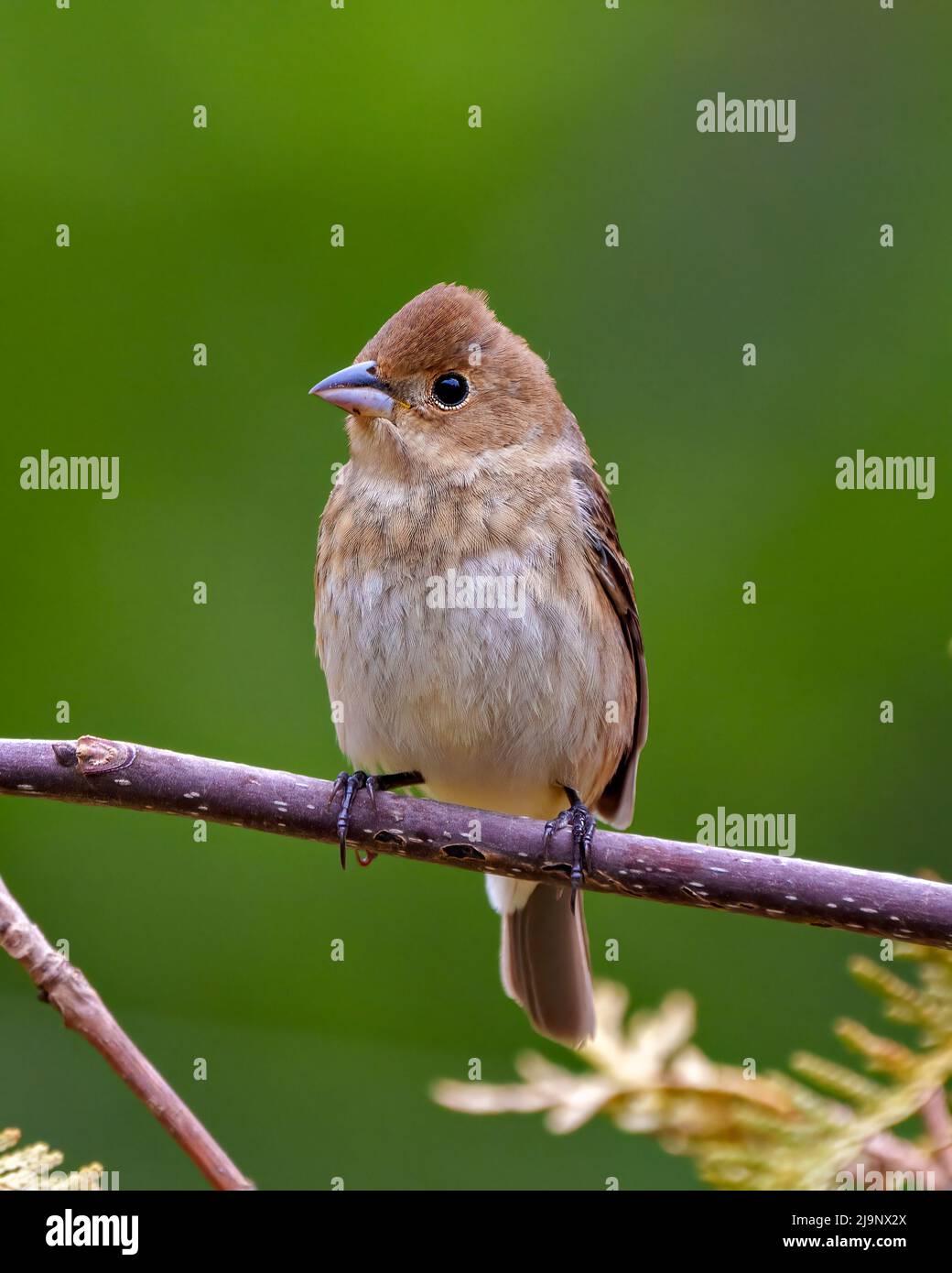 Sperling aus der Nähe auf einem Zweig mit einem verschwommenen grünen Hintergrund in seiner Umgebung und Umgebung. Nadelbäume. Stockfoto